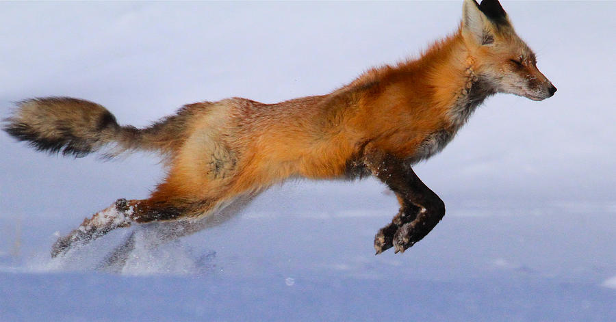 Fox on the Run by Paul Marto Fox on the Run by Paul Marto