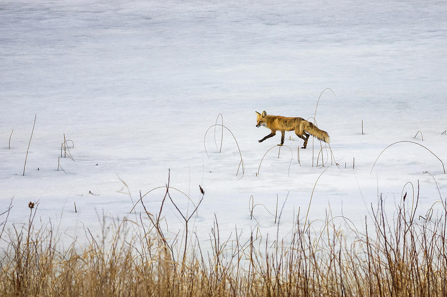 Fox on the Run Photograph by Penny Meyers