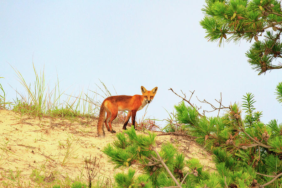 Fox on the Sand Dune Photograph by Allan Levin