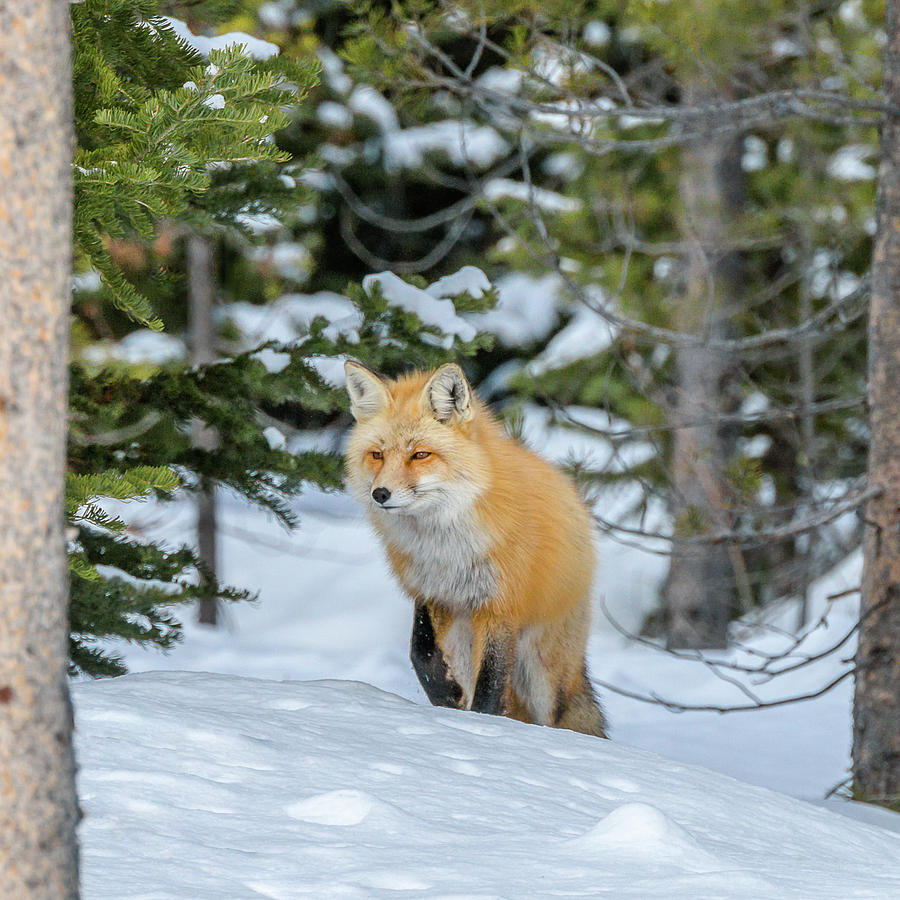 Fox On The Trail Photograph by Yeates Photography