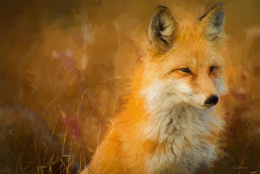 Fox - Painted Photograph by Ericamaxine Price | Fine Art America