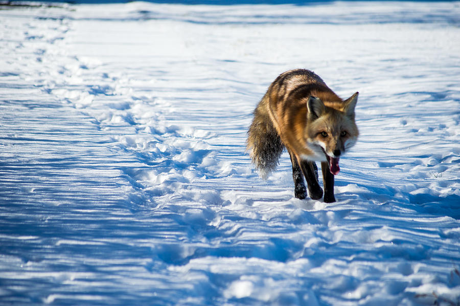 Fox path Photograph by Stephen Holst