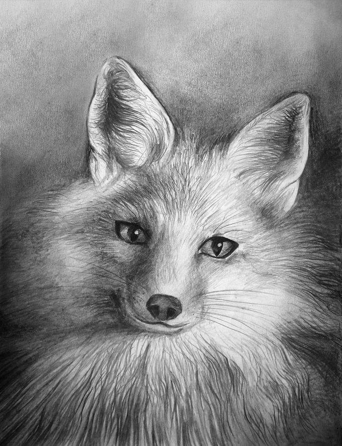 Red Fox Head Vulpes Vulpes - Kenneth Padley Art