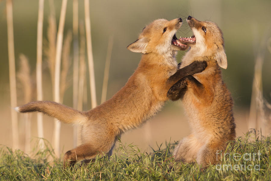 Nature Photograph - Fox Play by John Blumenkamp