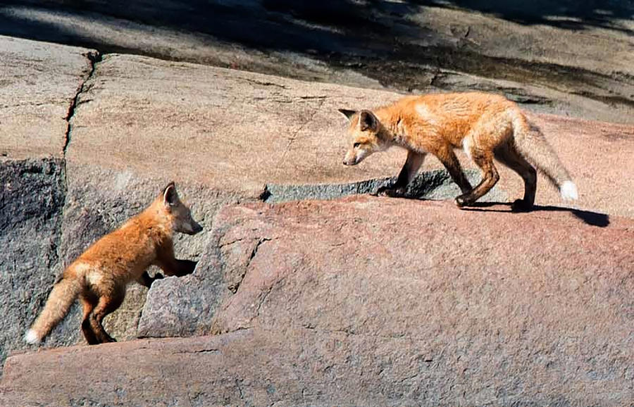 Red Fox Playtime Photograph by Joe Granita