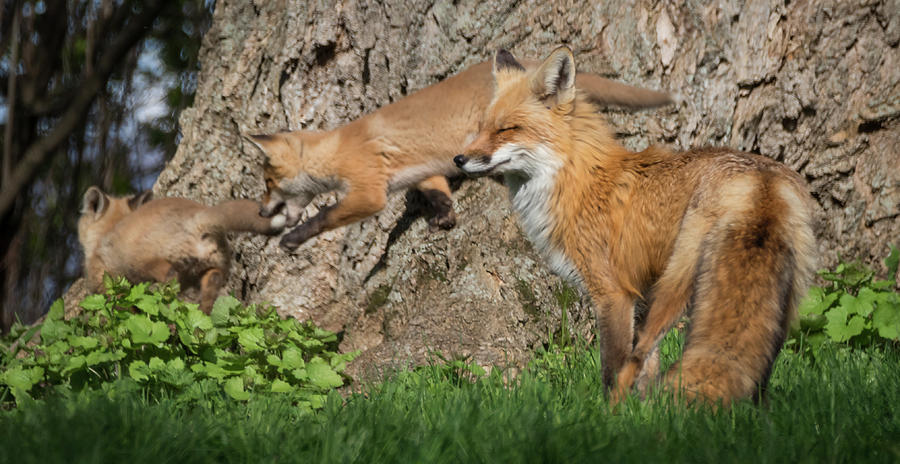 Fox playtime Photograph by Sandy Roe