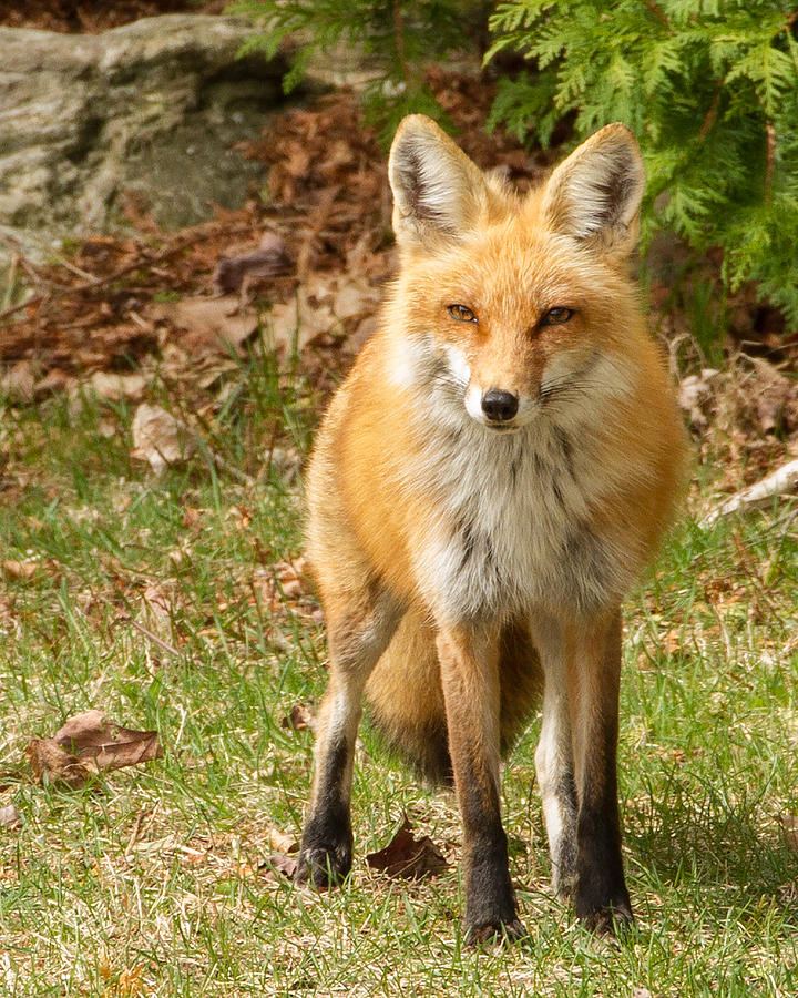 Fox Portrait Photograph by Brian Caldwell
