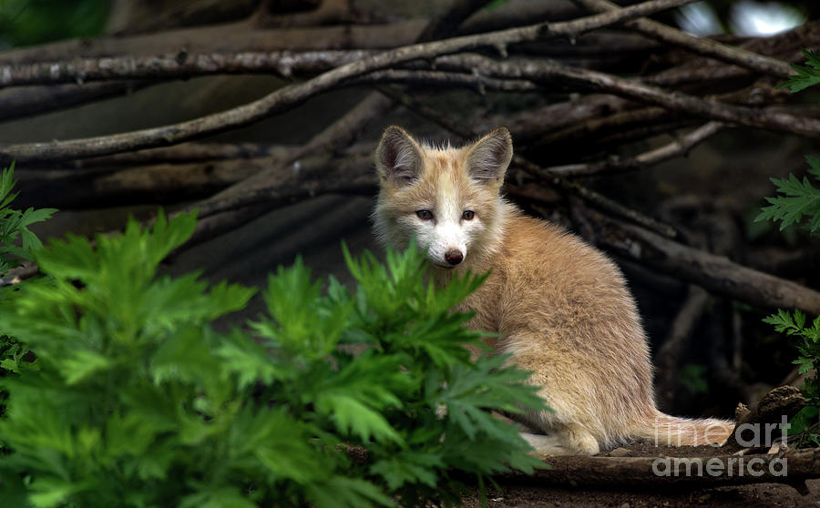 Fox Portrait Photograph by Sam Rino