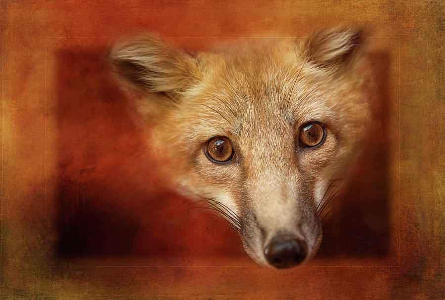 Fox Portrait Digital Art by Terry Davis