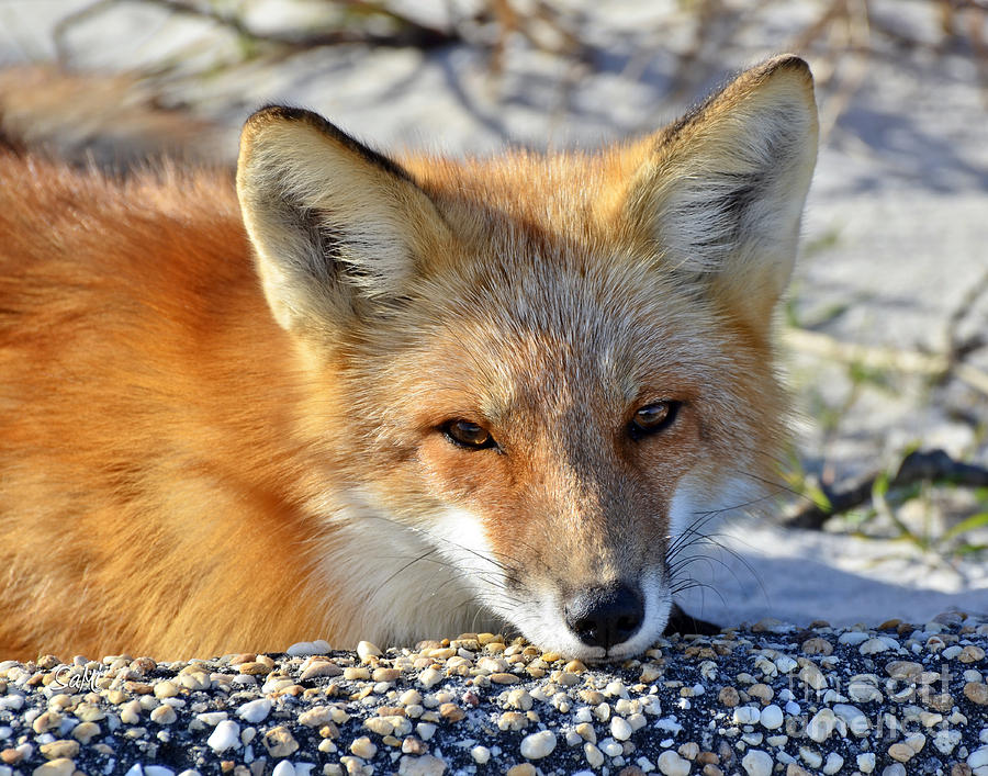 Fox posing for me Photograph by Sami Martin