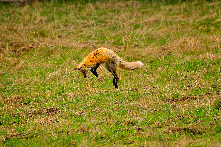 Fox Pounce Photograph by Greg Norrell