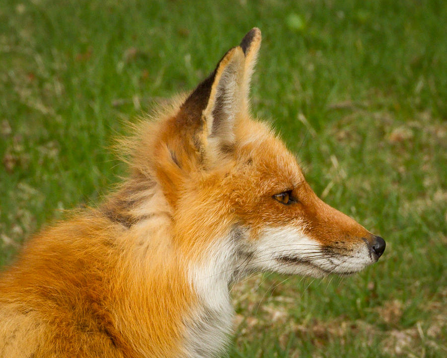 Fox Profile Photograph by Brian Caldwell