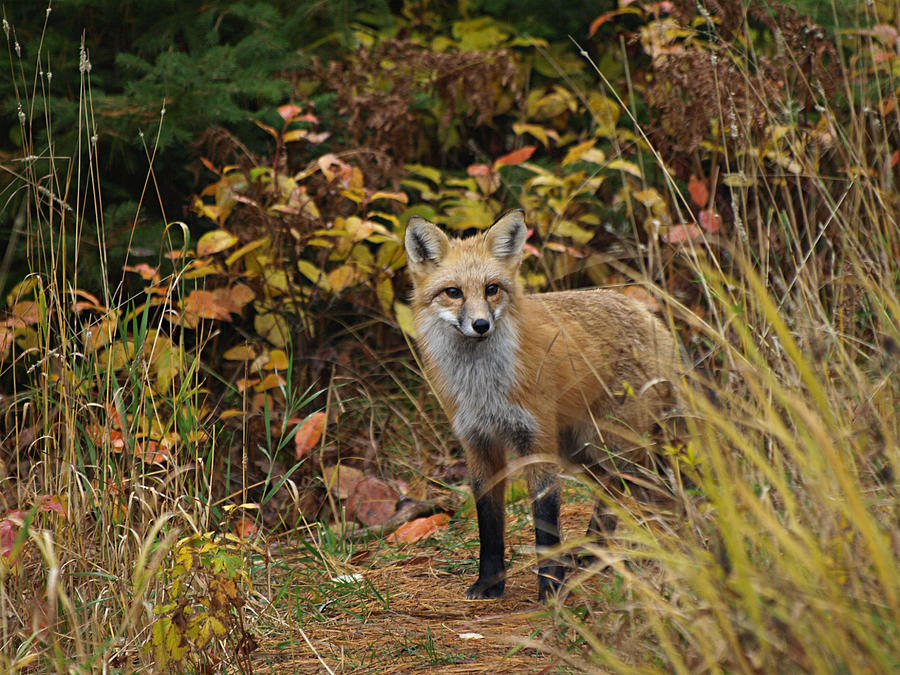 Nature Photograph - Fox Profile by James Peterson