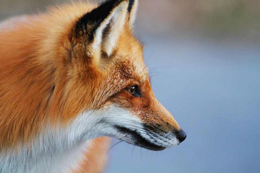 Animal Photograph - Fox profile by Mircea Costina Photography
