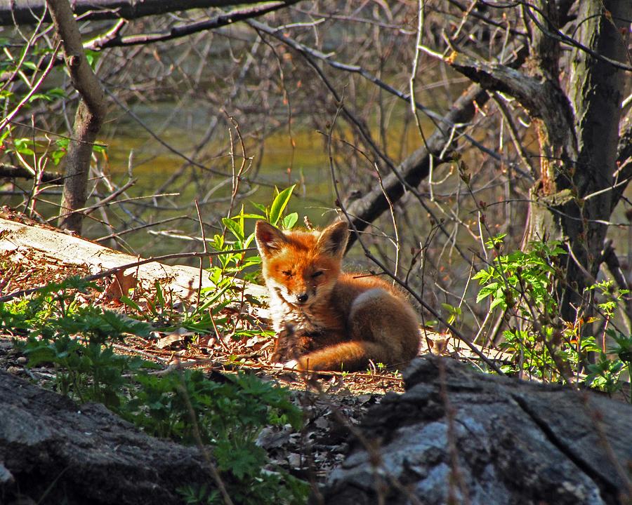 Fox pup 2 Photograph by Scott Hovind