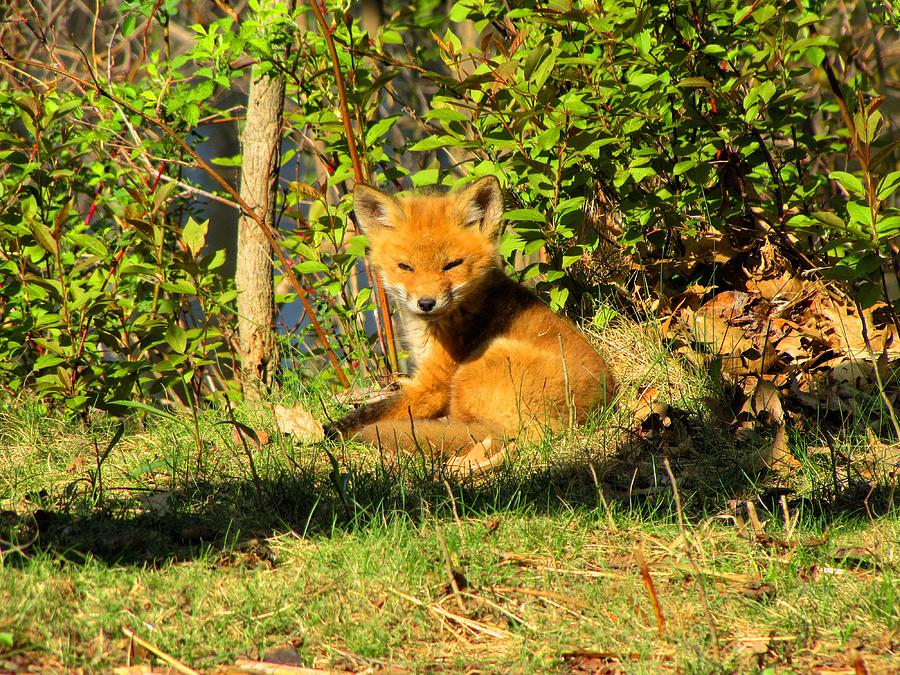 Fox pup Photograph by Scott Hovind
