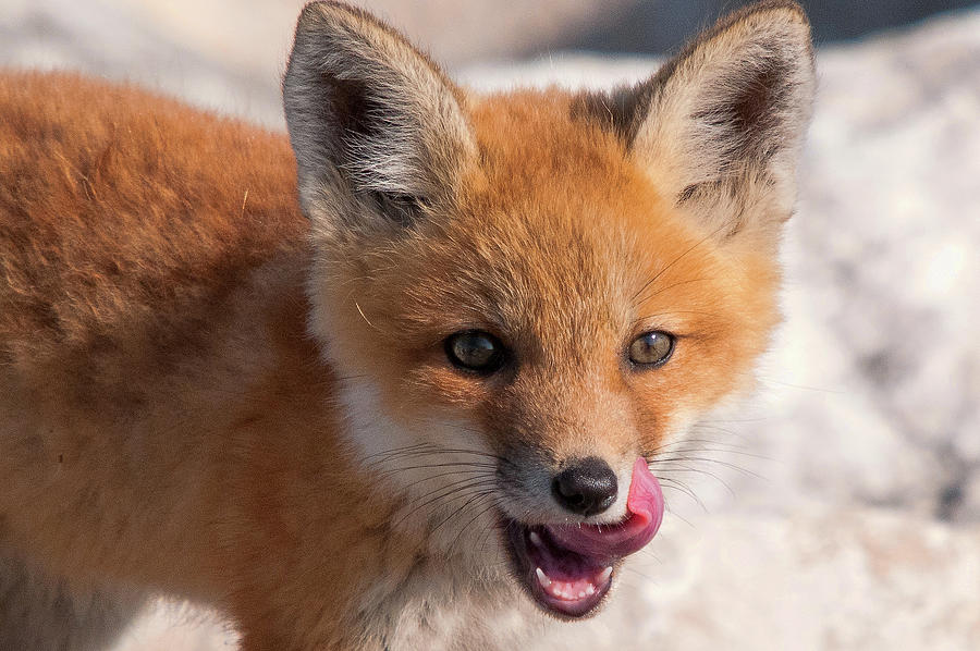 Fox Pup Photograph by Steve Stuller
