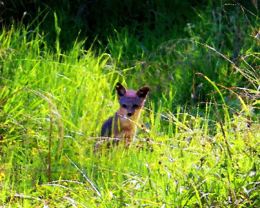 Fox Pup Photograph by Timothy Bulone
