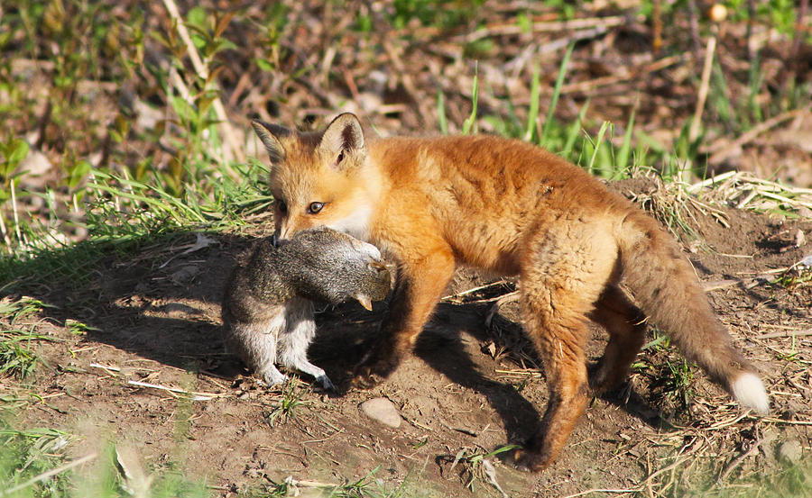 Fox pup with prey Photograph by Mircea Costina Photography - Pixels