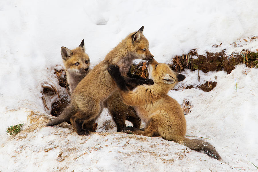 Fox Pups in Winter Photograph by Mircea Costina Photography