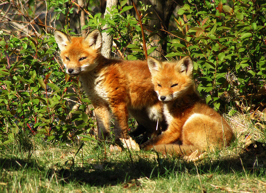 Fox Pups Photograph by Scott Hovind