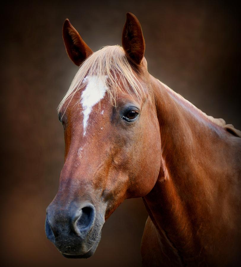 Horse Photograph - Fox - Quarter Horse by Sandy Keeton