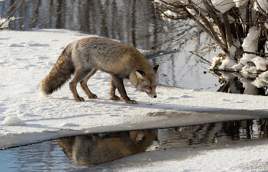 Fox reflection Photograph by Ronnie And Frances Howard