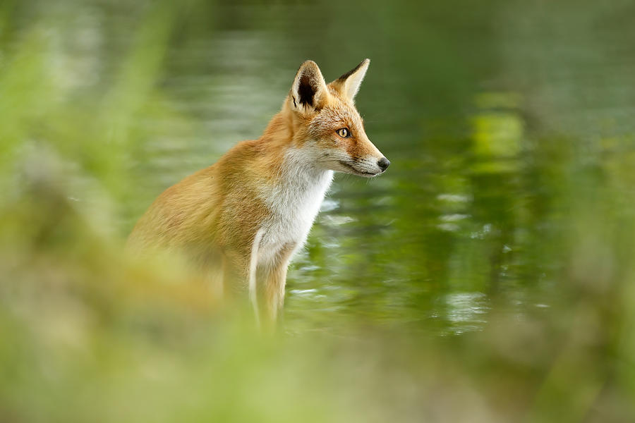 Mammal Photograph - Fox Reflections by Roeselien Raimond