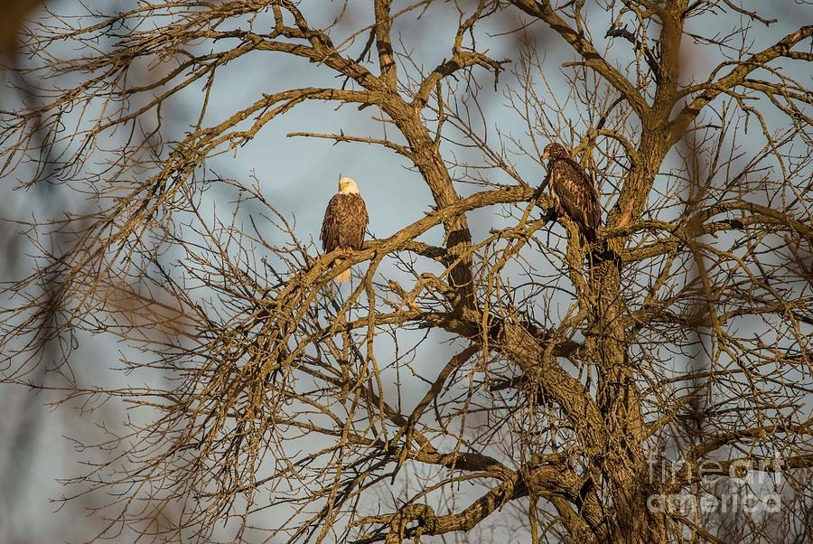 Fox River Eagles - 10 Photograph by David Bearden