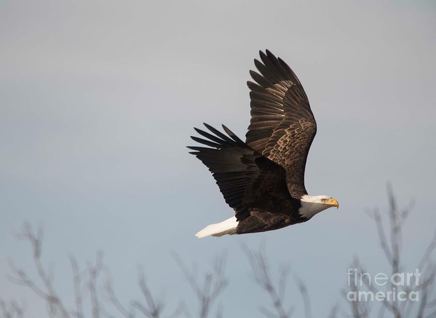 Fox River Eagles - 24 Photograph by David Bearden