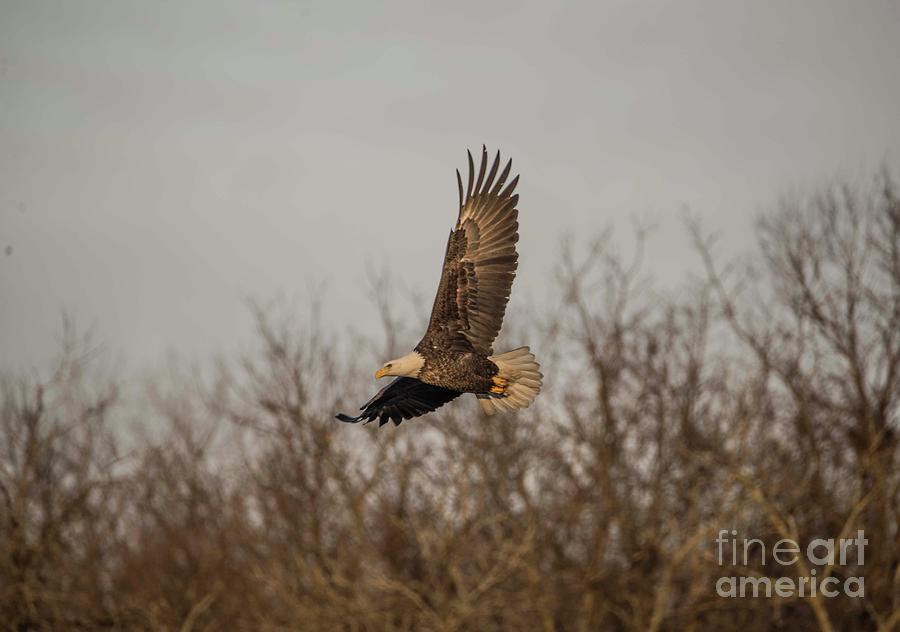 Fox River Eagles - 6 Photograph by David Bearden