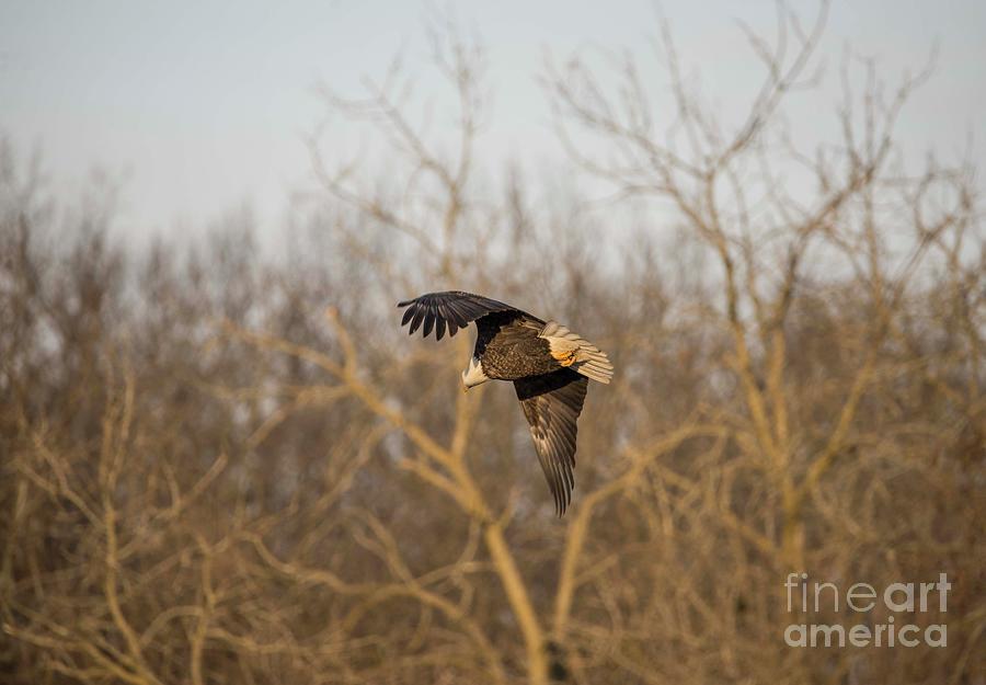 Fox River Eagles - 9 Photograph by David Bearden