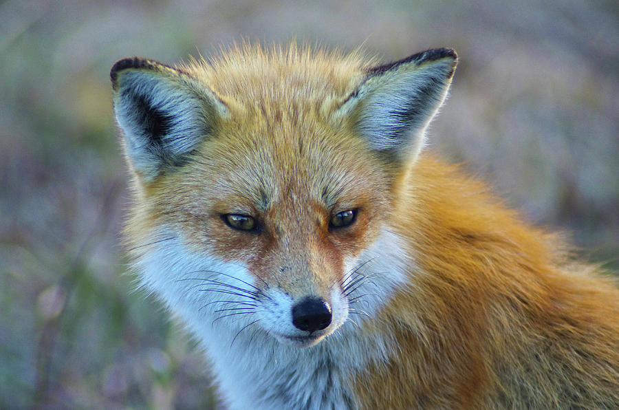 Fox Photograph by Bob Geary