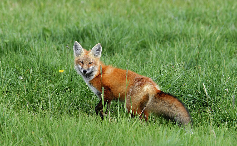 Fox Photograph by Ronnie And Frances Howard