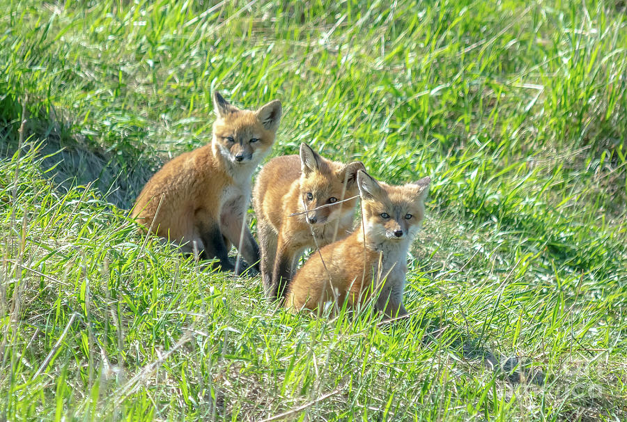 Fox Siblings Photograph by Cheryl Baxter