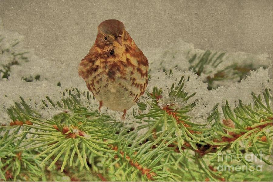 Fox Sparrow in Winter Photograph by Janette Boyd
