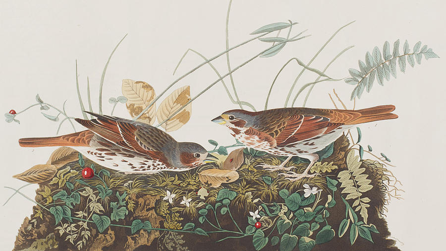 John James Audubon Painting - Fox Sparrow by John James Audubon
