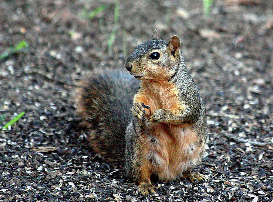 Fox Squirrel Breakfast Photograph by Sheila Brown