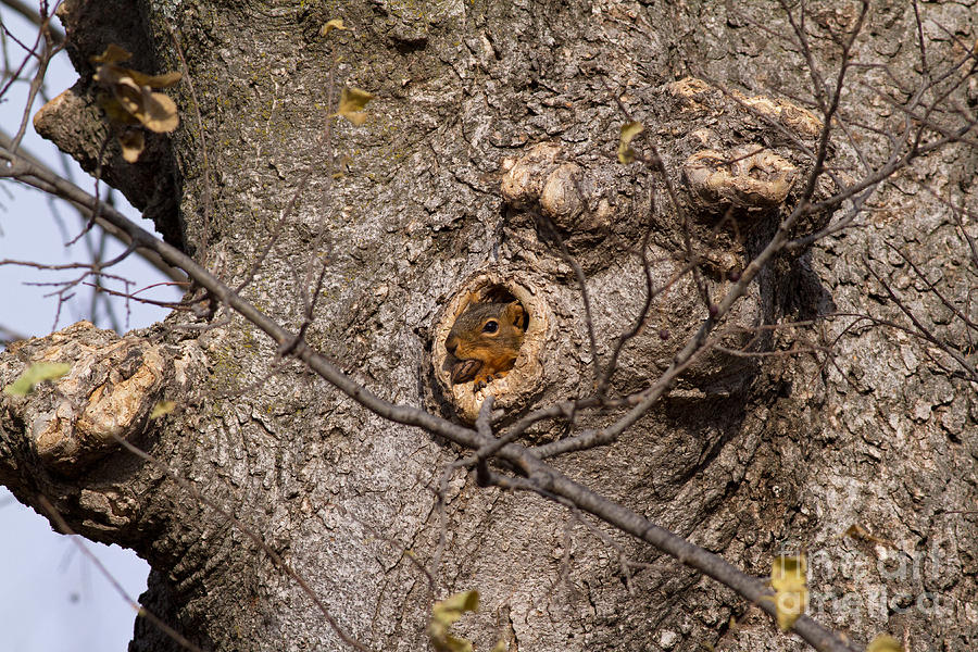 Fox Squirrel Eating Pecan In Treehole Photograph by Kenneth M. Highfill