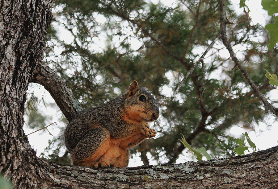 Fox Squirrel in Tree Photograph by Sheila Brown
