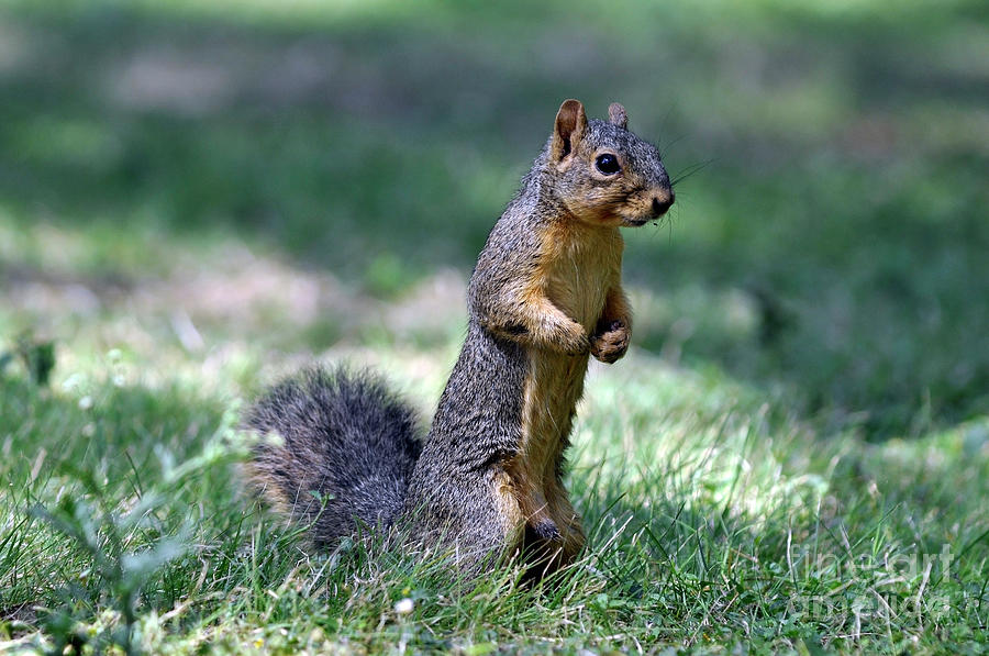 Fox Squirrel Photograph by Laura Mountainspring