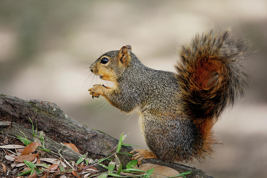 Fox Squirrel Photograph by Nicholas Blackwell