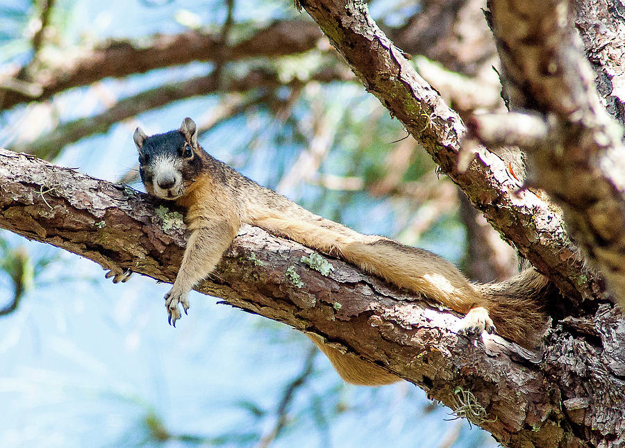 Fox Squirrel Photograph by Norman Johnson