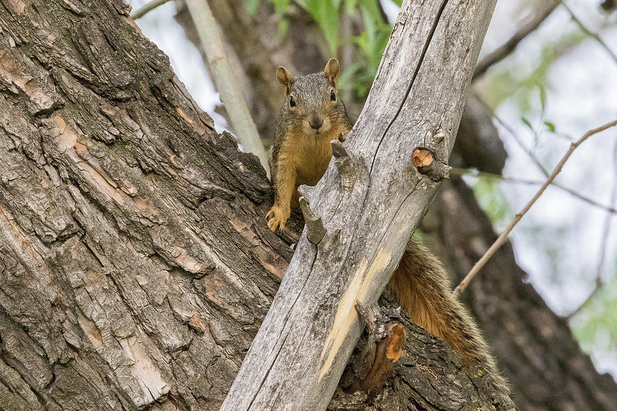 Fox Squirrel Pays Close Attention Photograph by Tony Hake