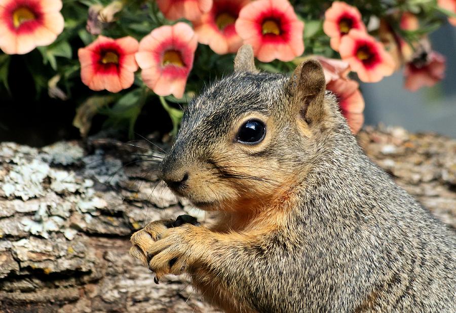 Fox Squirrel Portrait Photograph by Sheila Brown