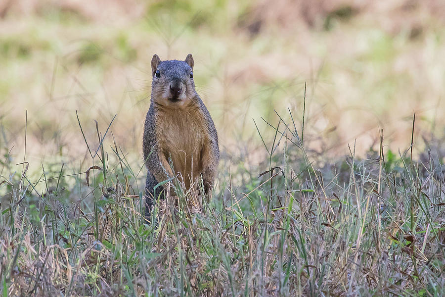 Fox Squirrel Photograph by Ronnie Maum