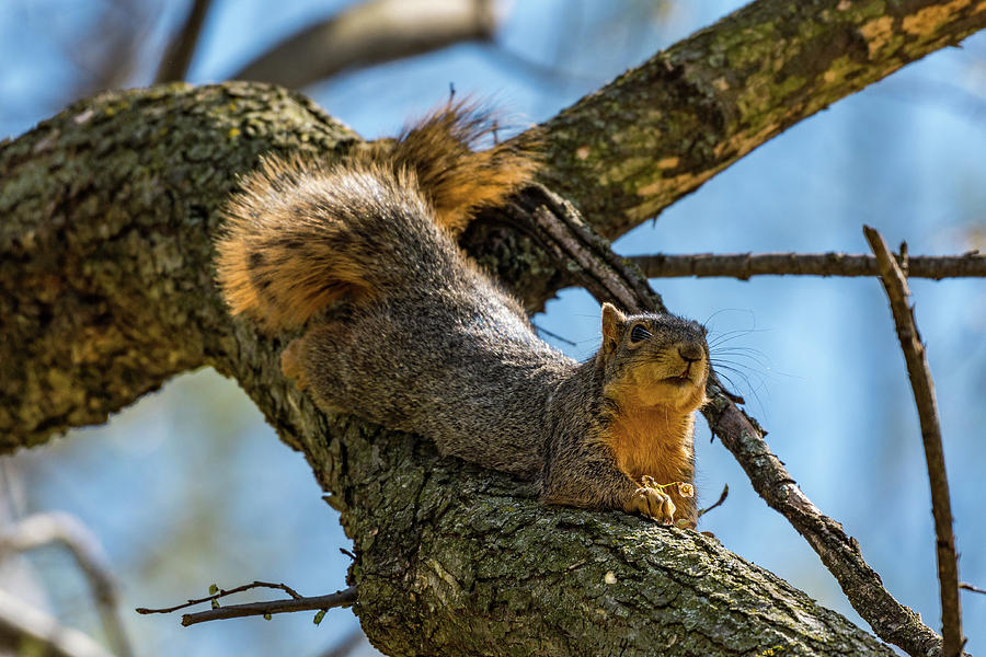 Spring Photograph - Fox Squirrel Spring by Thomas Morrow