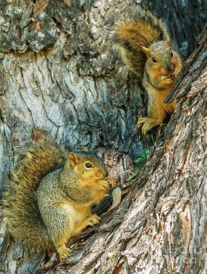 Tree Photograph - Fox Squirrels by Robert Bales
