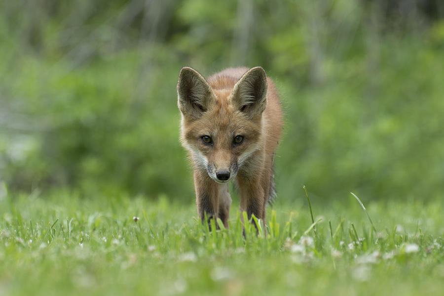 Fox Stare Photograph by Nick Seman - Fine Art America