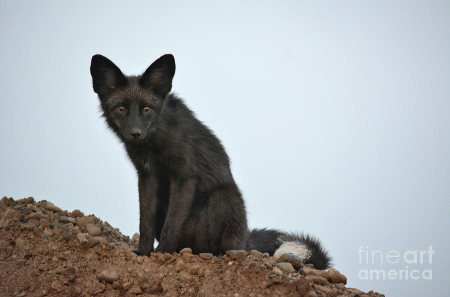 Fox Stare Photograph by Vivian Martin